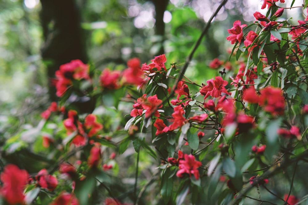 a bunch of red flowers that are in the grass