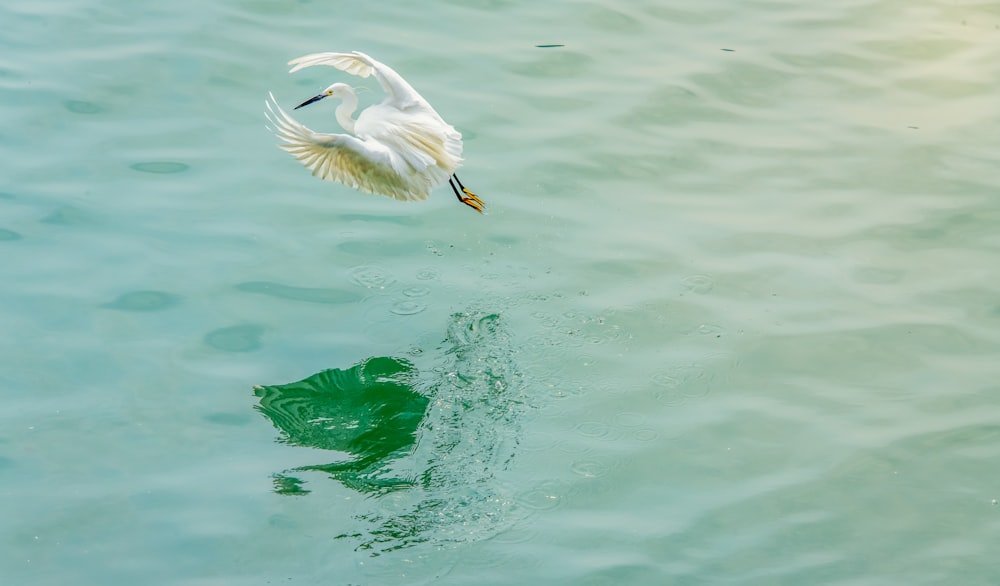 a white bird flying over a body of water