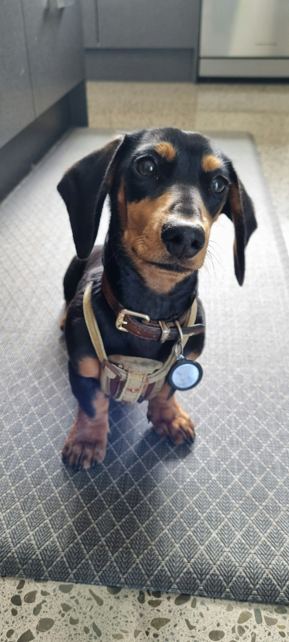 a small black and brown dog sitting on a kitchen floor