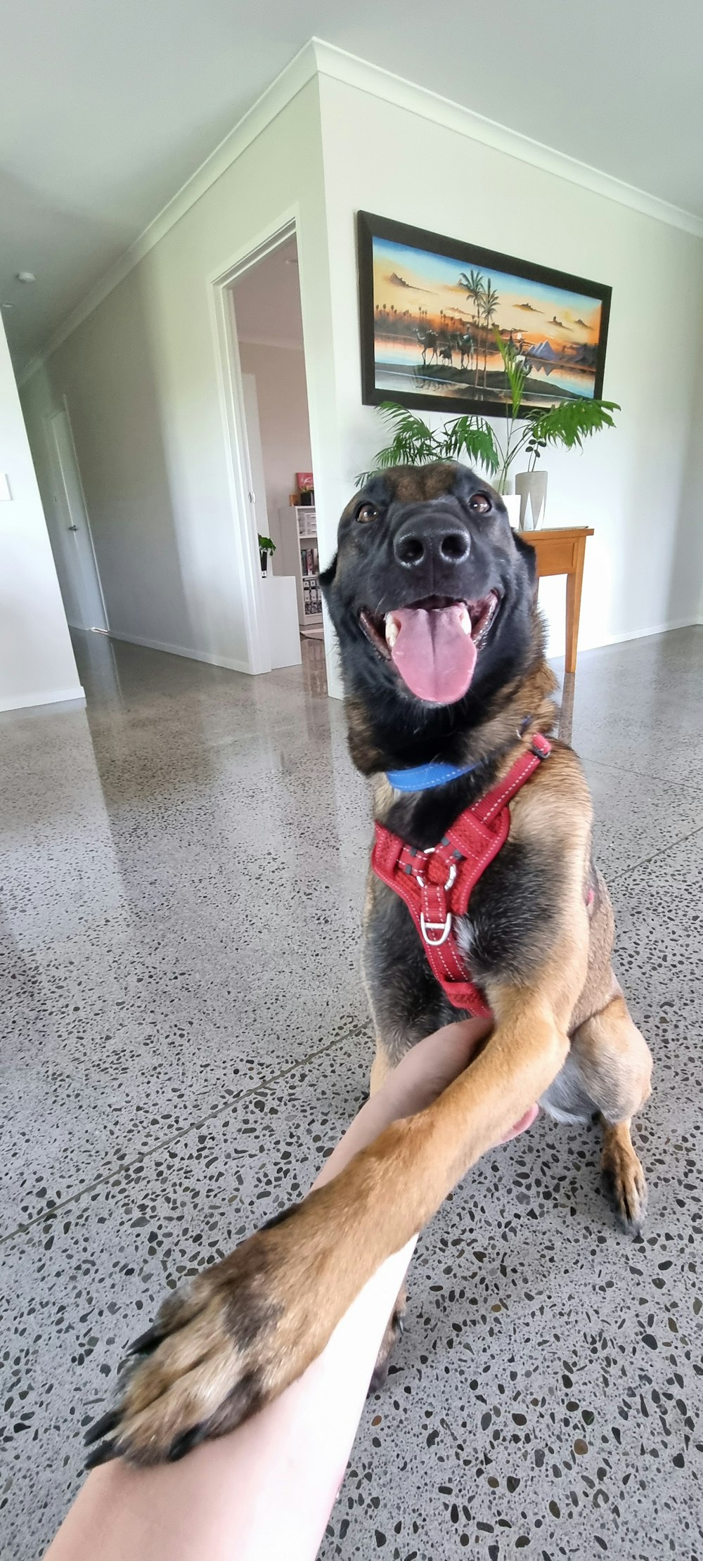 a dog is sitting on the floor with his owner's hand