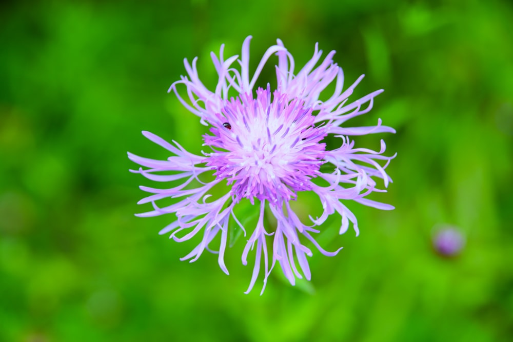 a close up of a purple flower on a green background