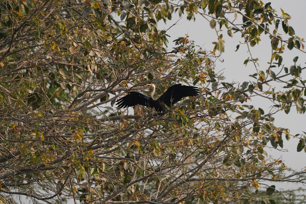 a bird that is sitting in a tree