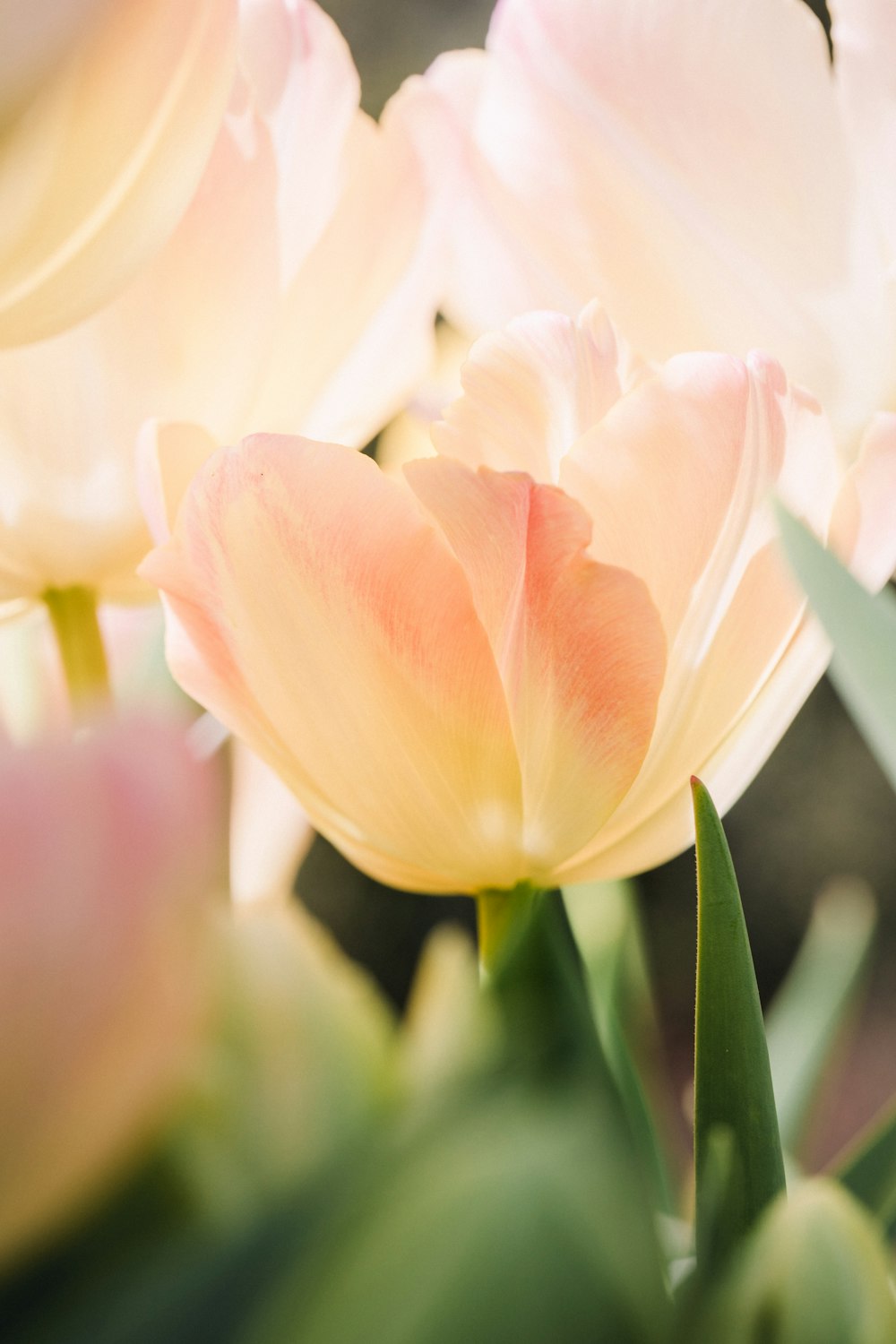 a close up of a bunch of pink and white flowers