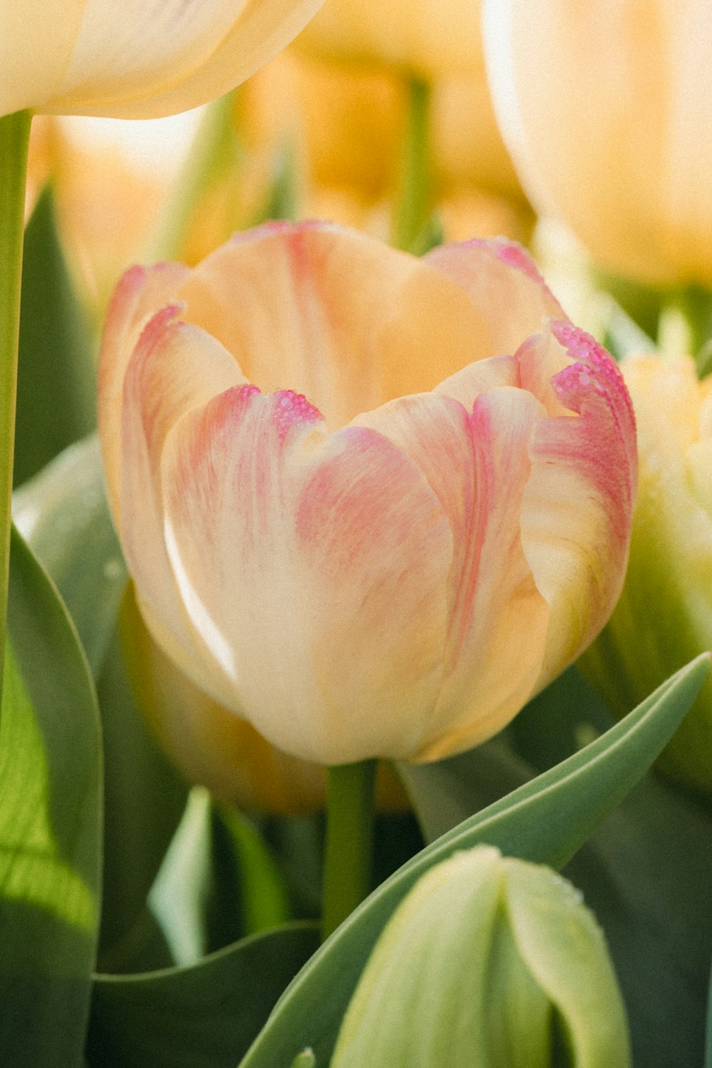 a close up of a pink and yellow flower