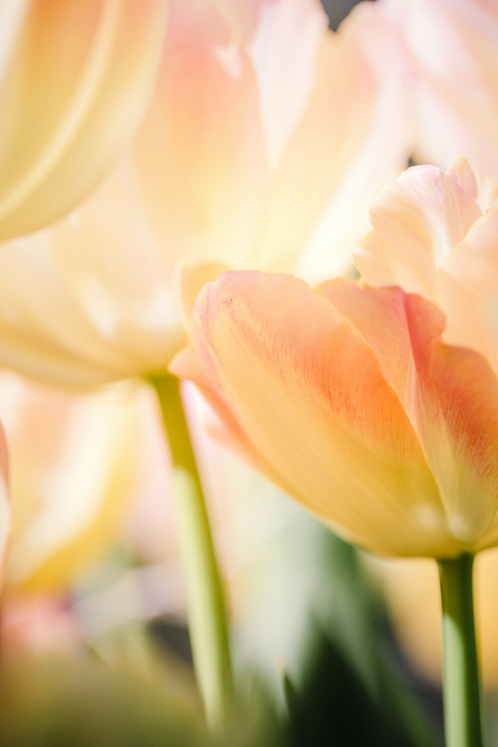 a close up of a bunch of flowers