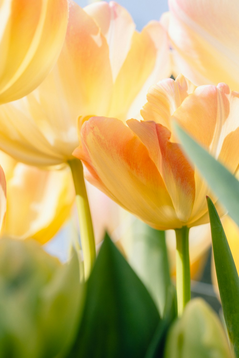 a close up of a bunch of yellow flowers