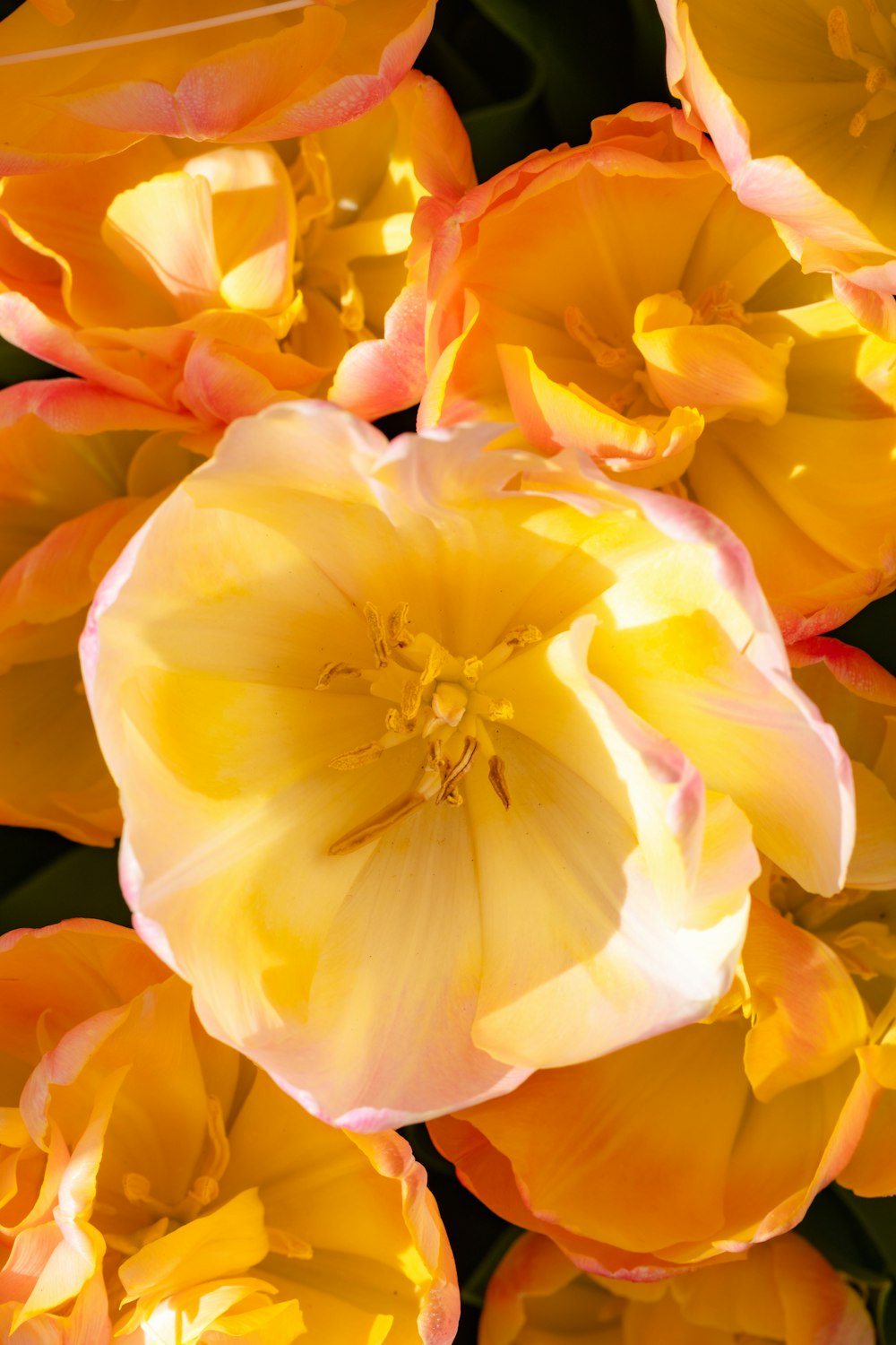 a close up of a bunch of yellow and pink flowers