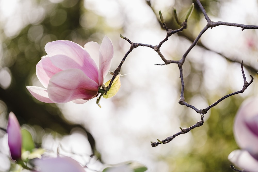 a pink flower is blooming on a tree branch