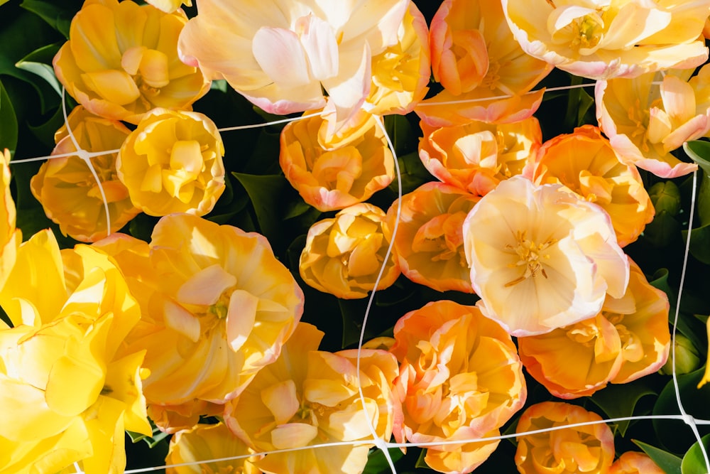 a bunch of yellow and pink flowers behind a wire fence