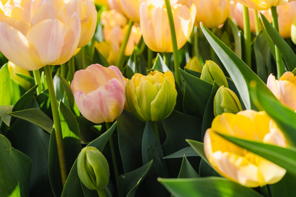 a field of yellow and pink tulips with green leaves