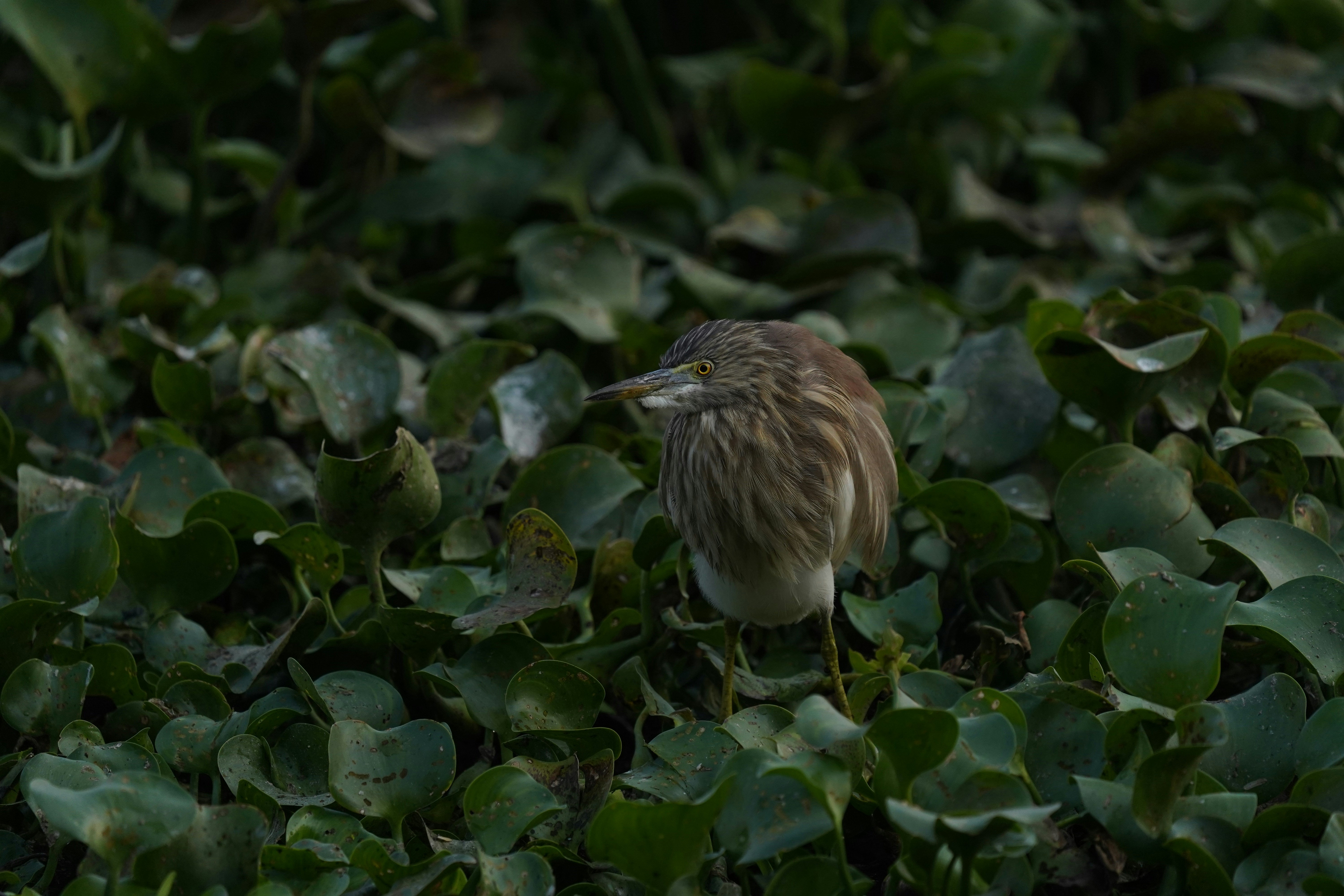 Photo by _am