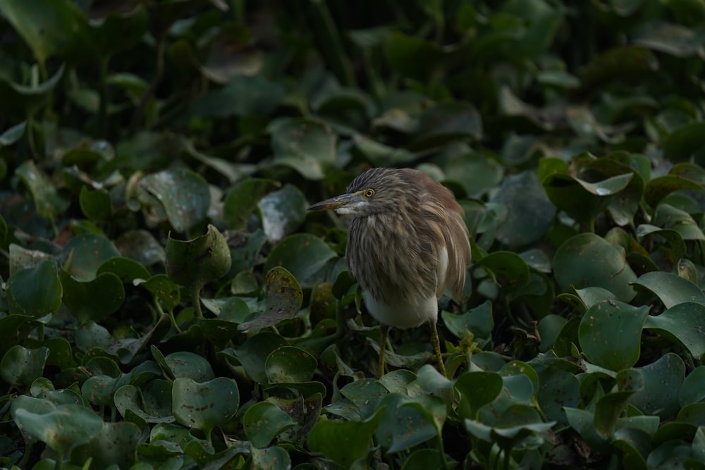 a bird is standing in the middle of a bed of leaves