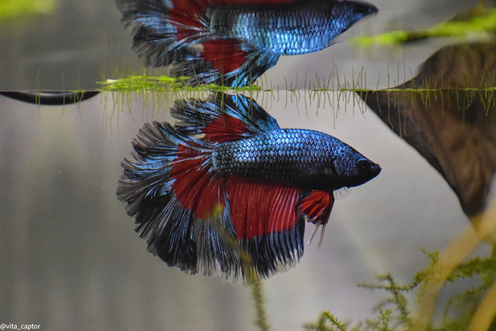 two siamese fish swimming in an aquarium