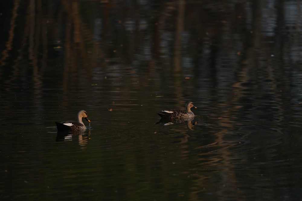 a couple of ducks floating on top of a lake