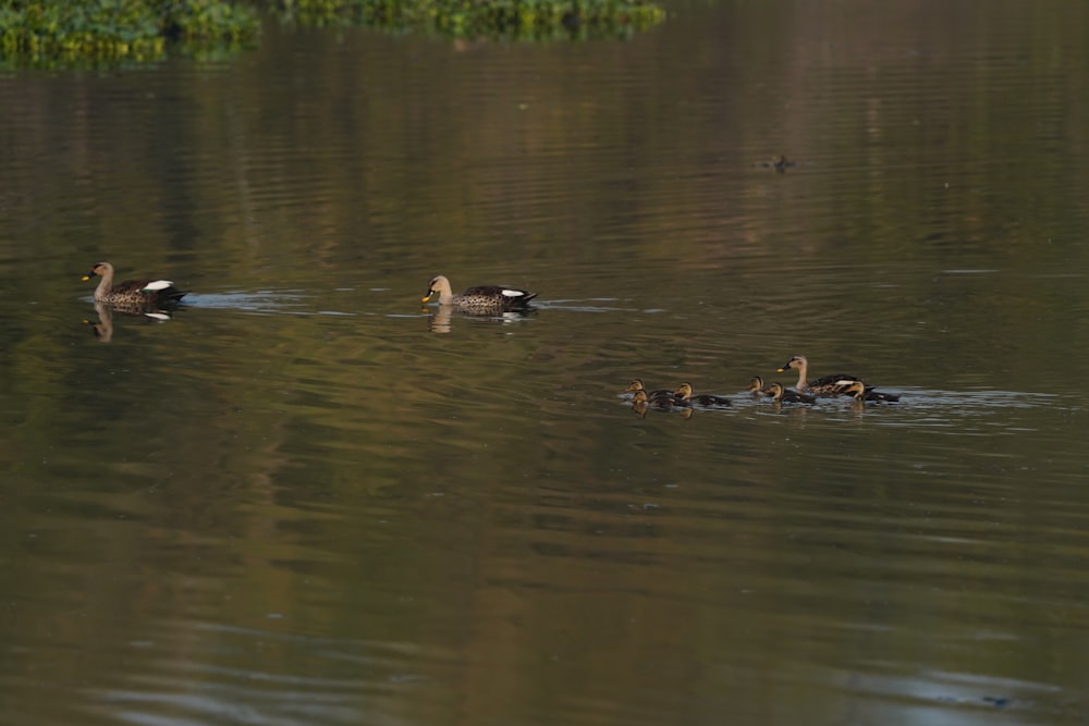 a group of ducks floating on top of a lake