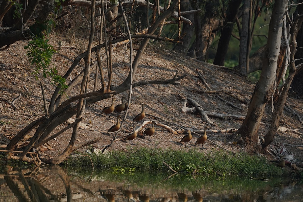 a group of birds sitting on the bank of a river