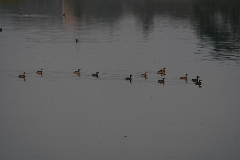 a flock of ducks floating on top of a lake