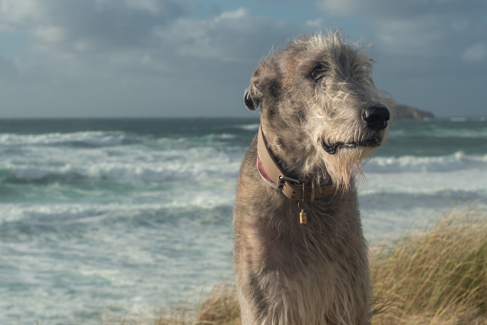 a dog standing on top of a sandy beach next to the ocean