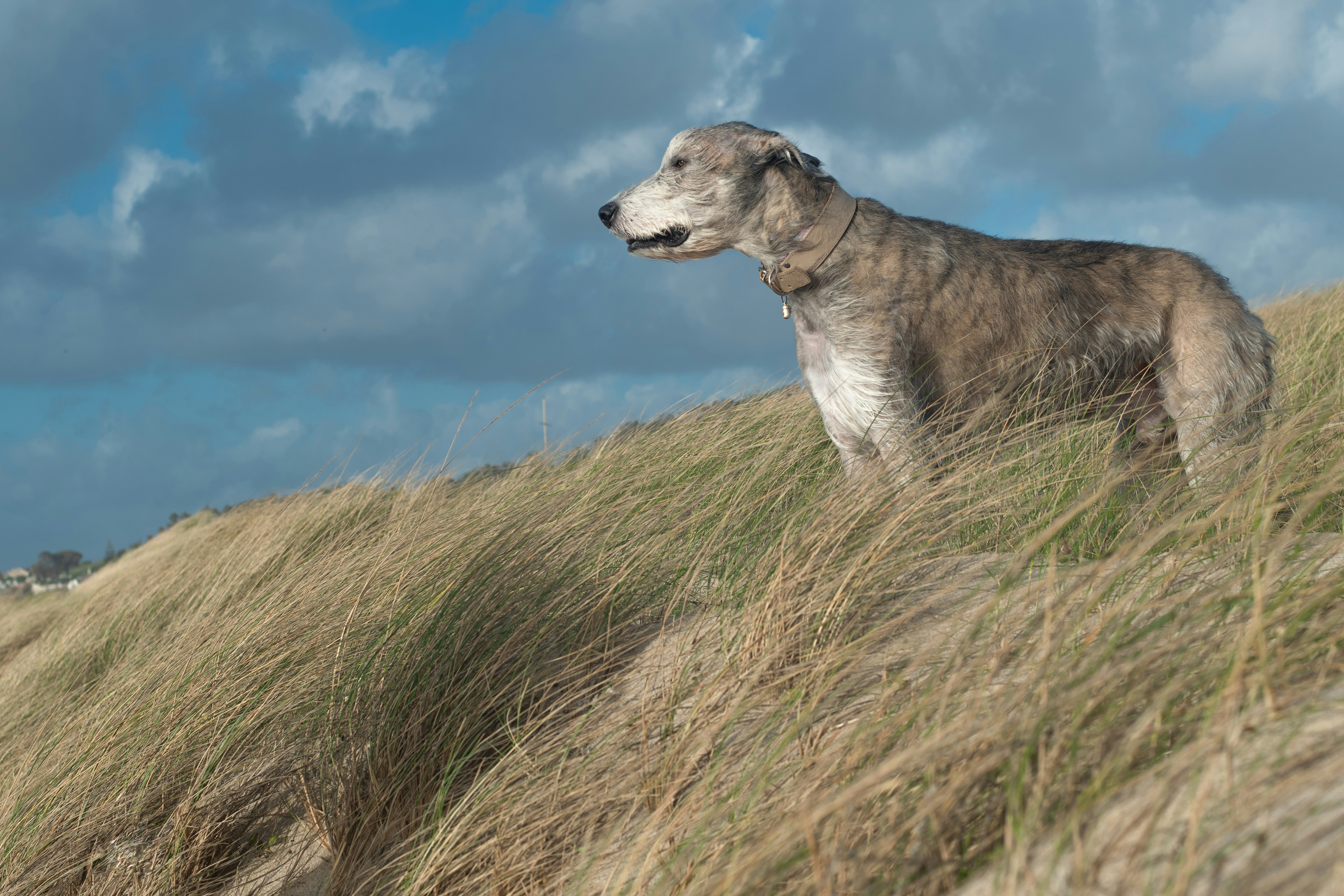a dog standing on top of a grass covered hill