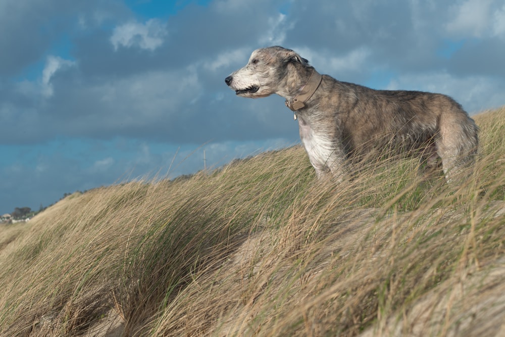 a dog standing on top of a grass covered hill