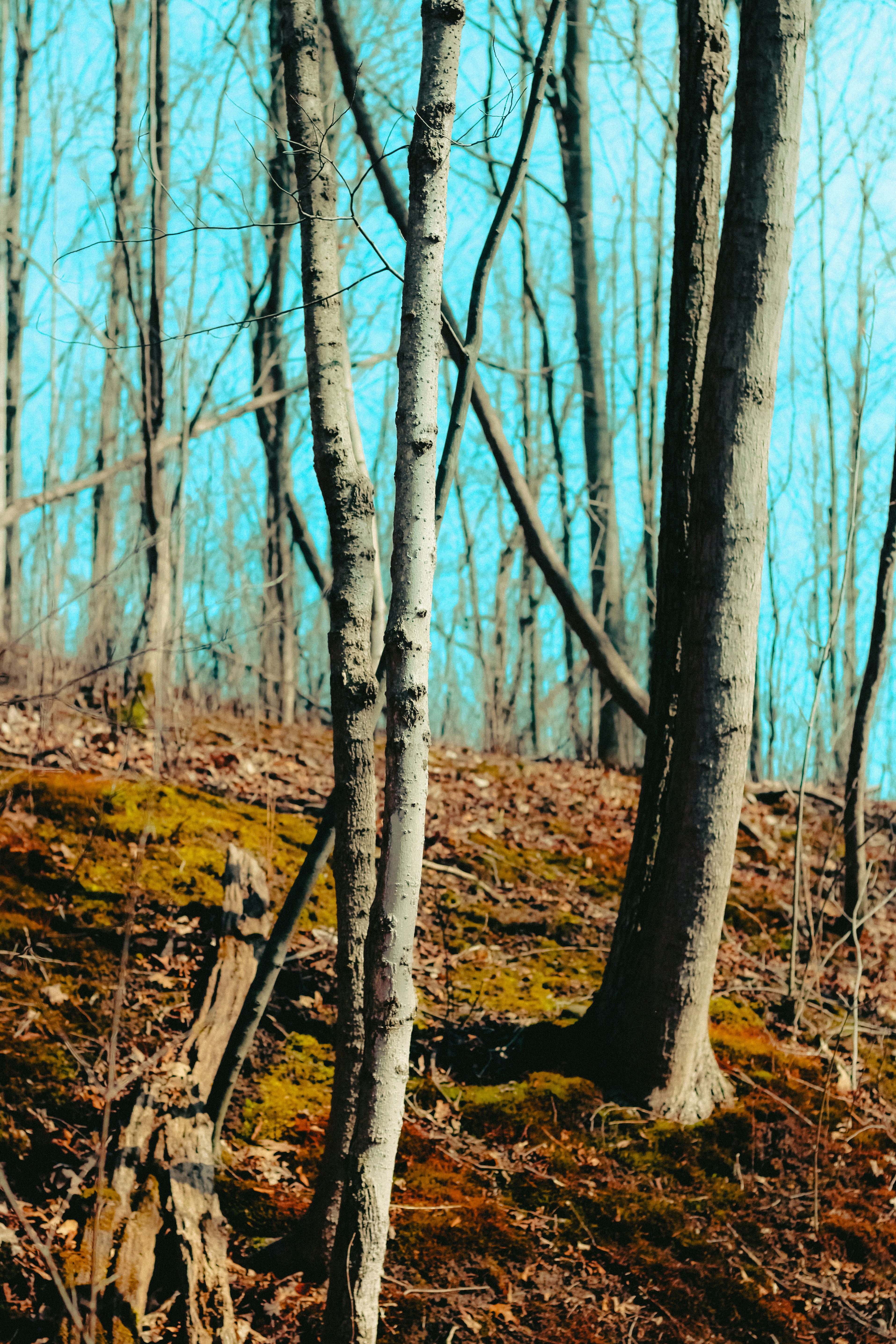 Photo by linusbelanger