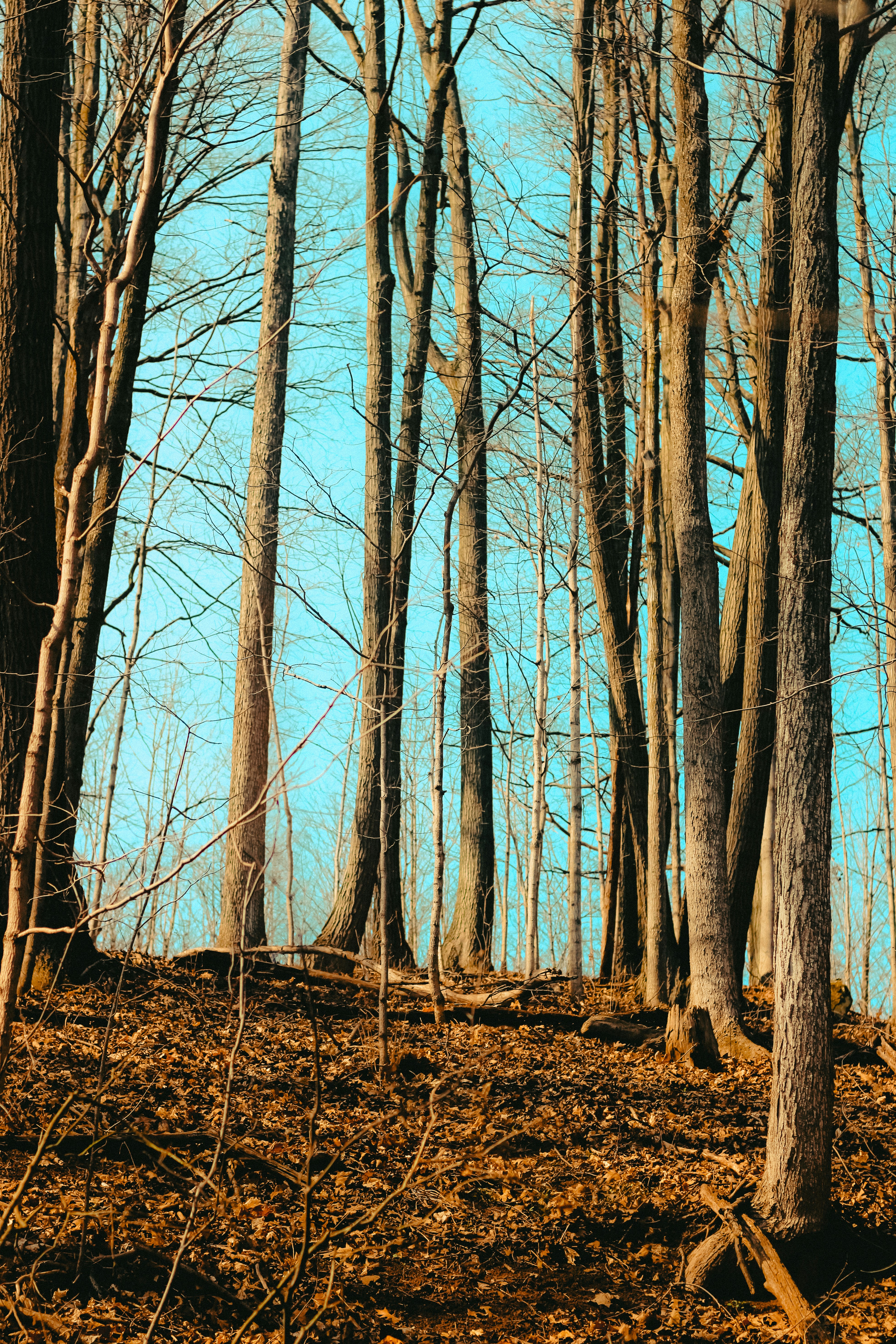 Photo by linusbelanger