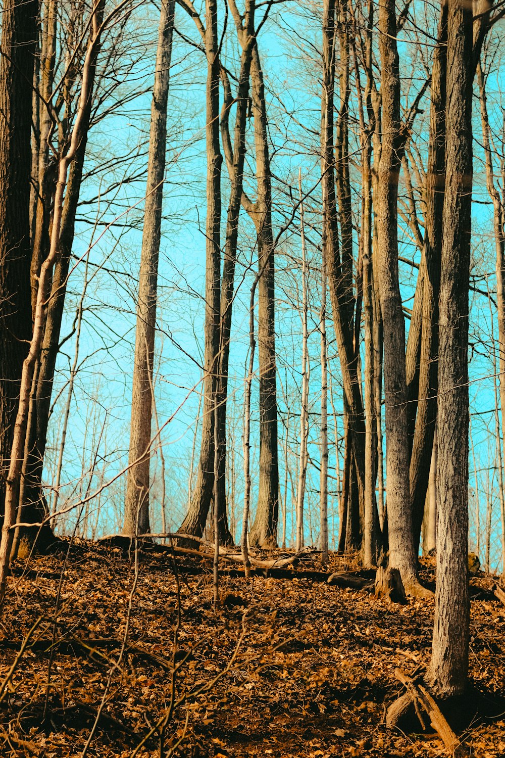 a bench sitting in the middle of a forest