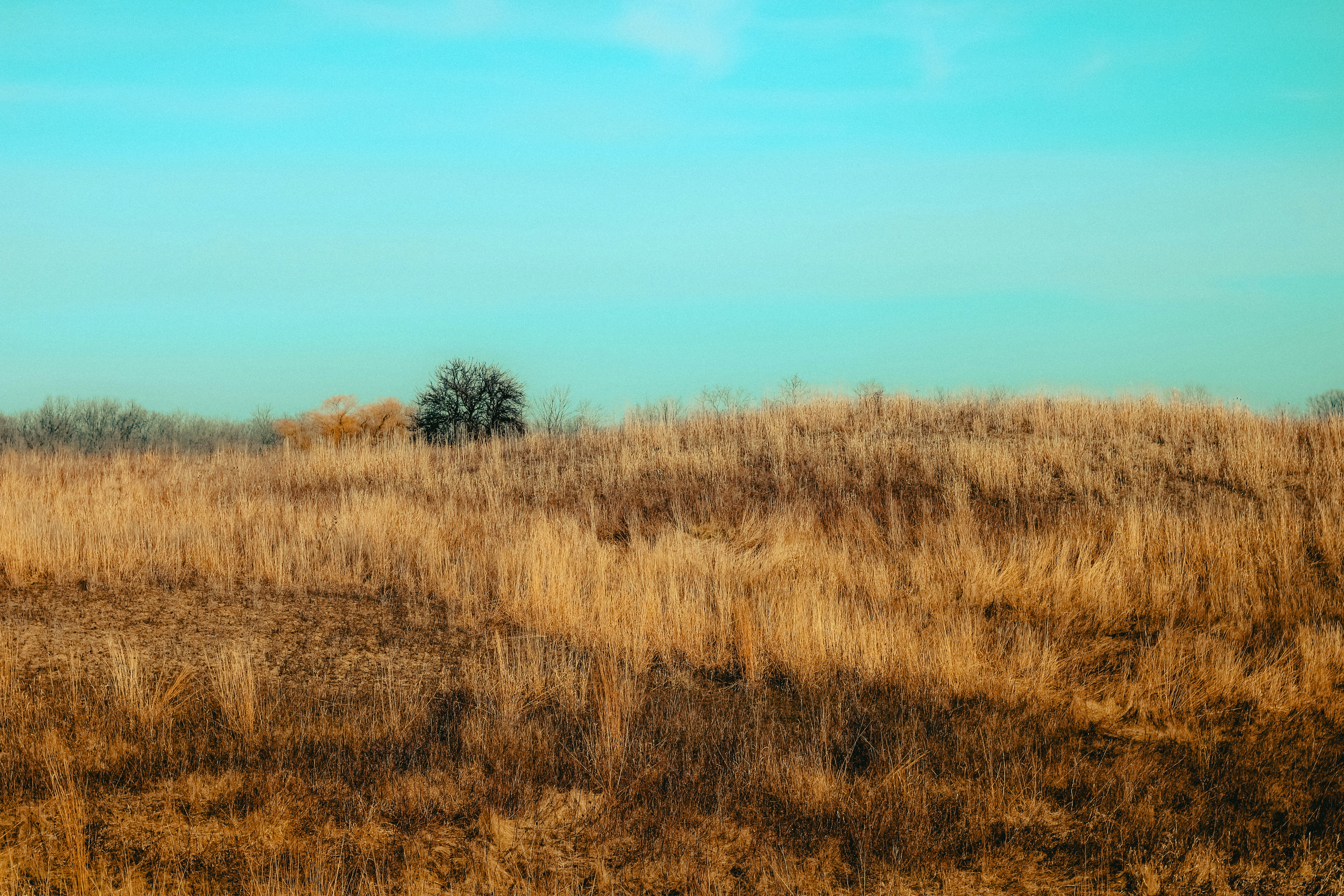 Photo by linusbelanger