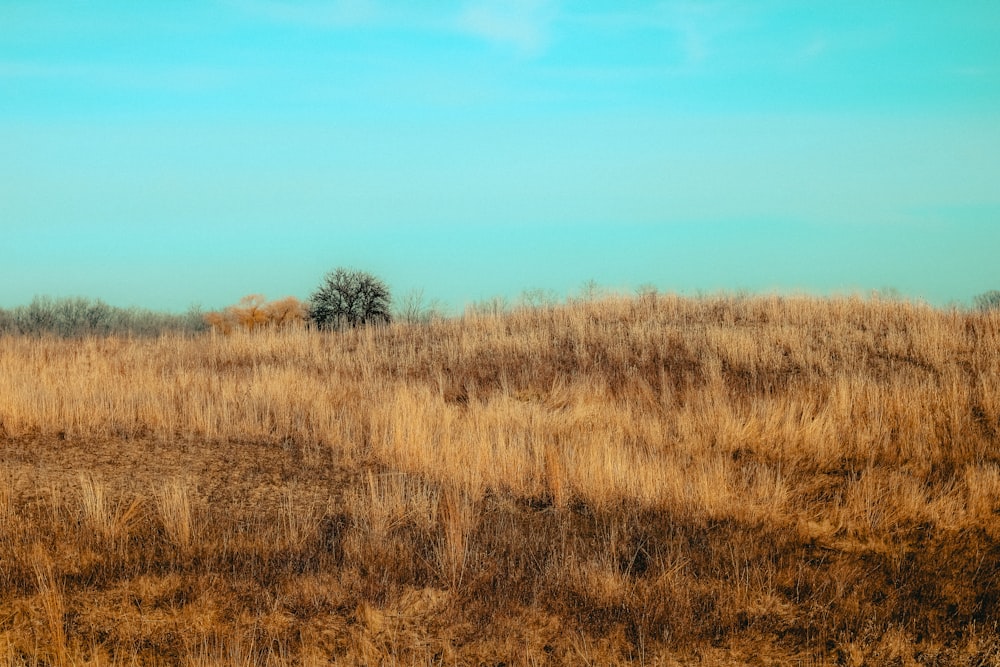 a grassy field with a lone tree in the distance