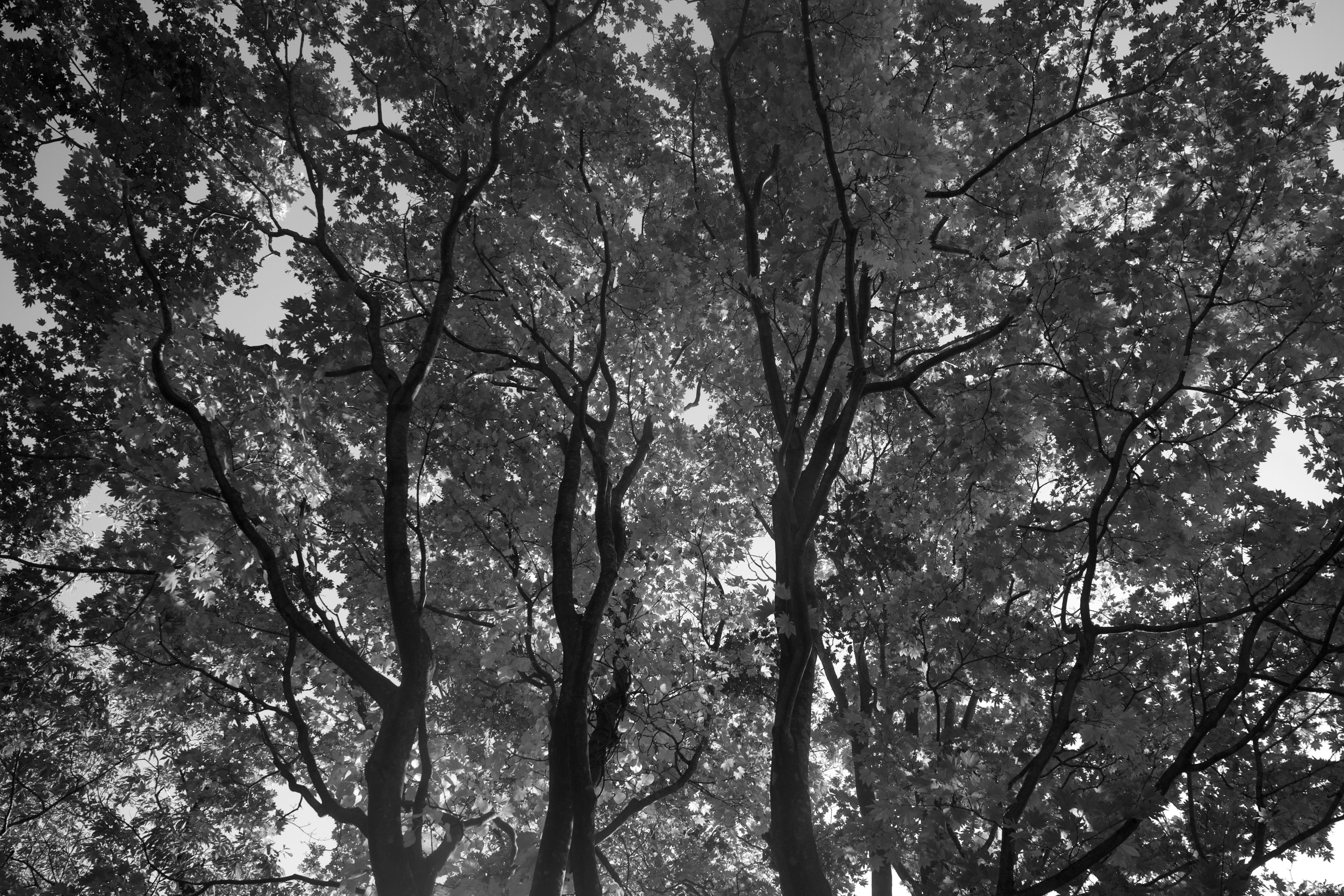 Black and white image looking up at a tree canopy
