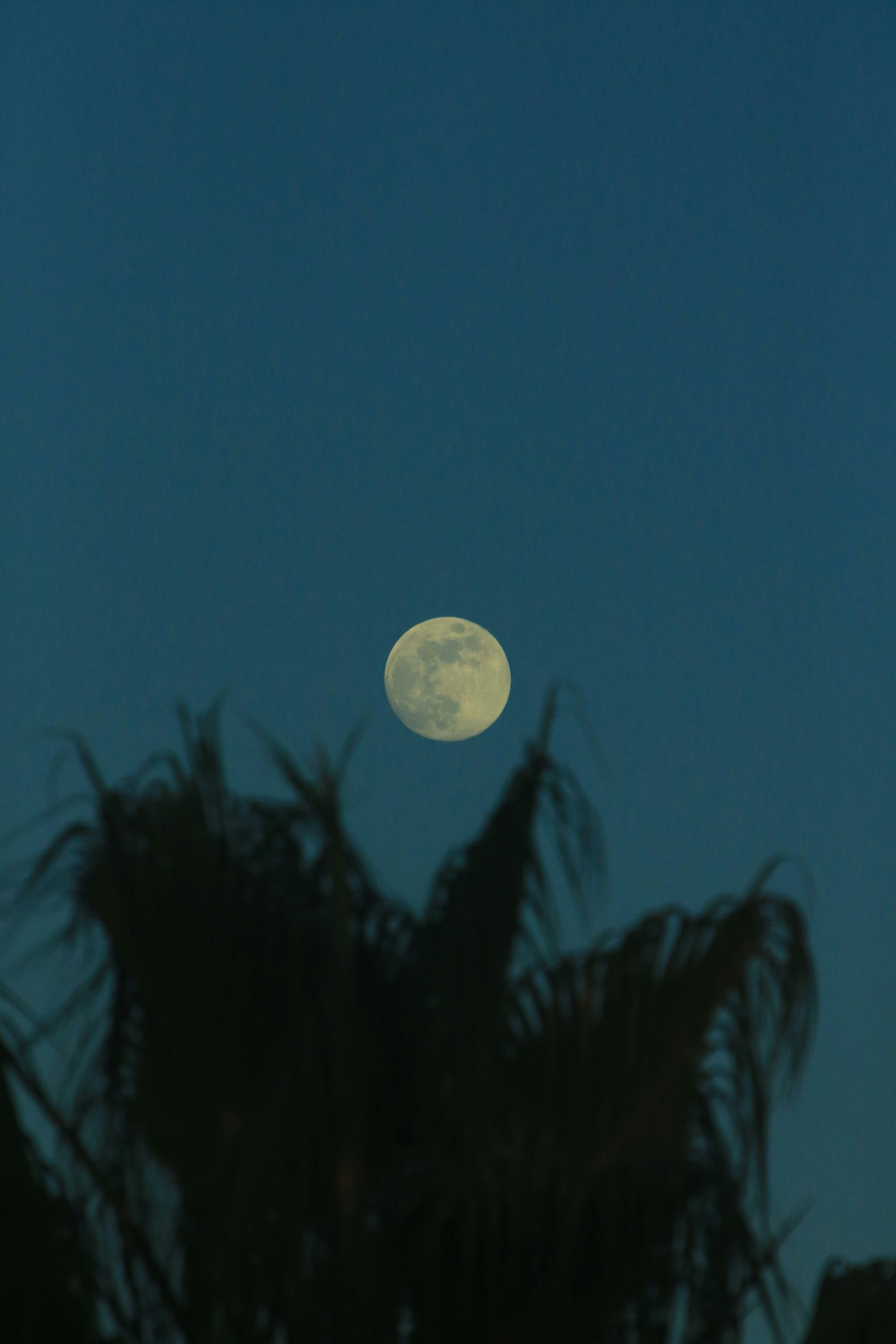 A full moon seen through the branches of a palm tree photo – Free Moon ...