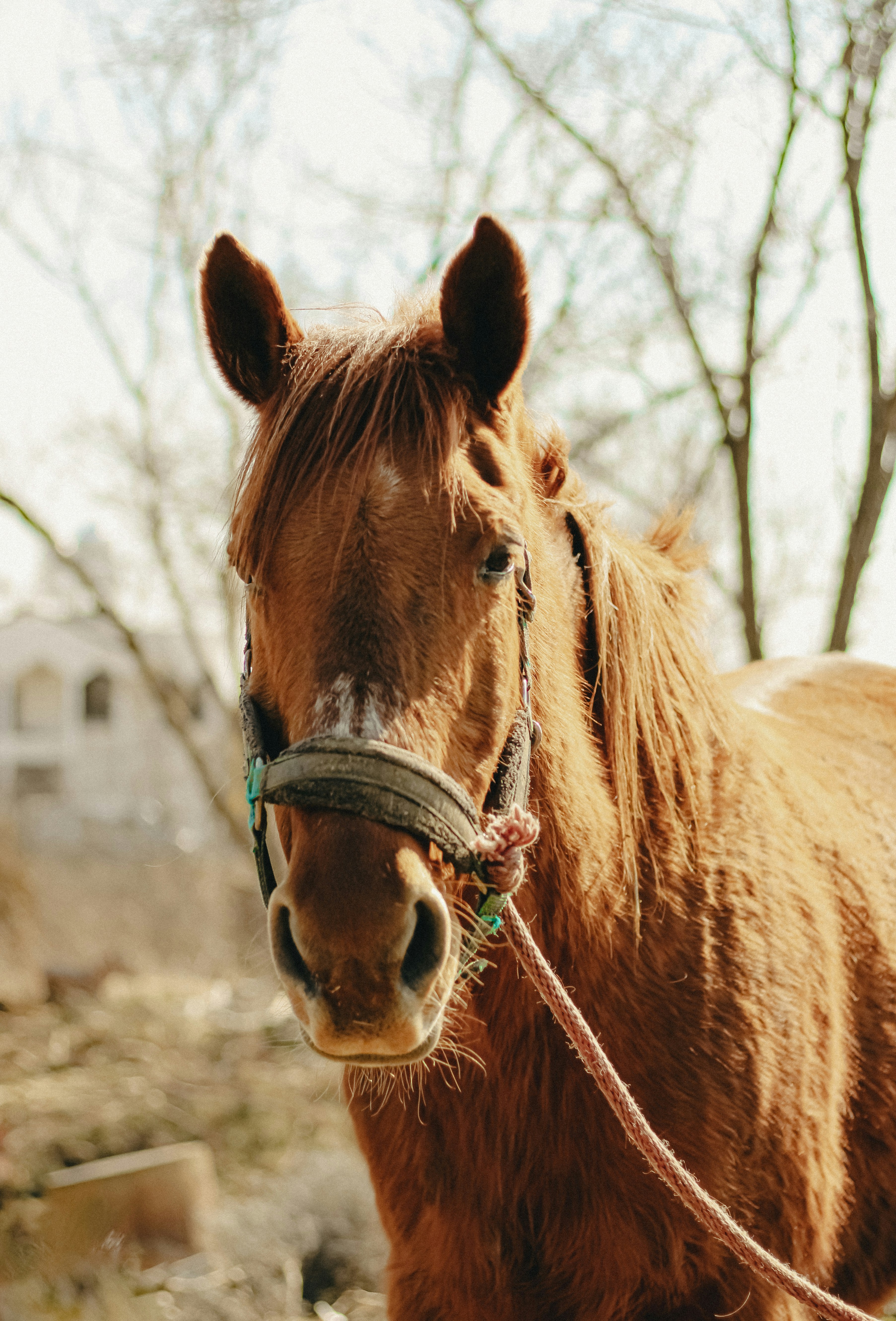 Photo by linusbelanger