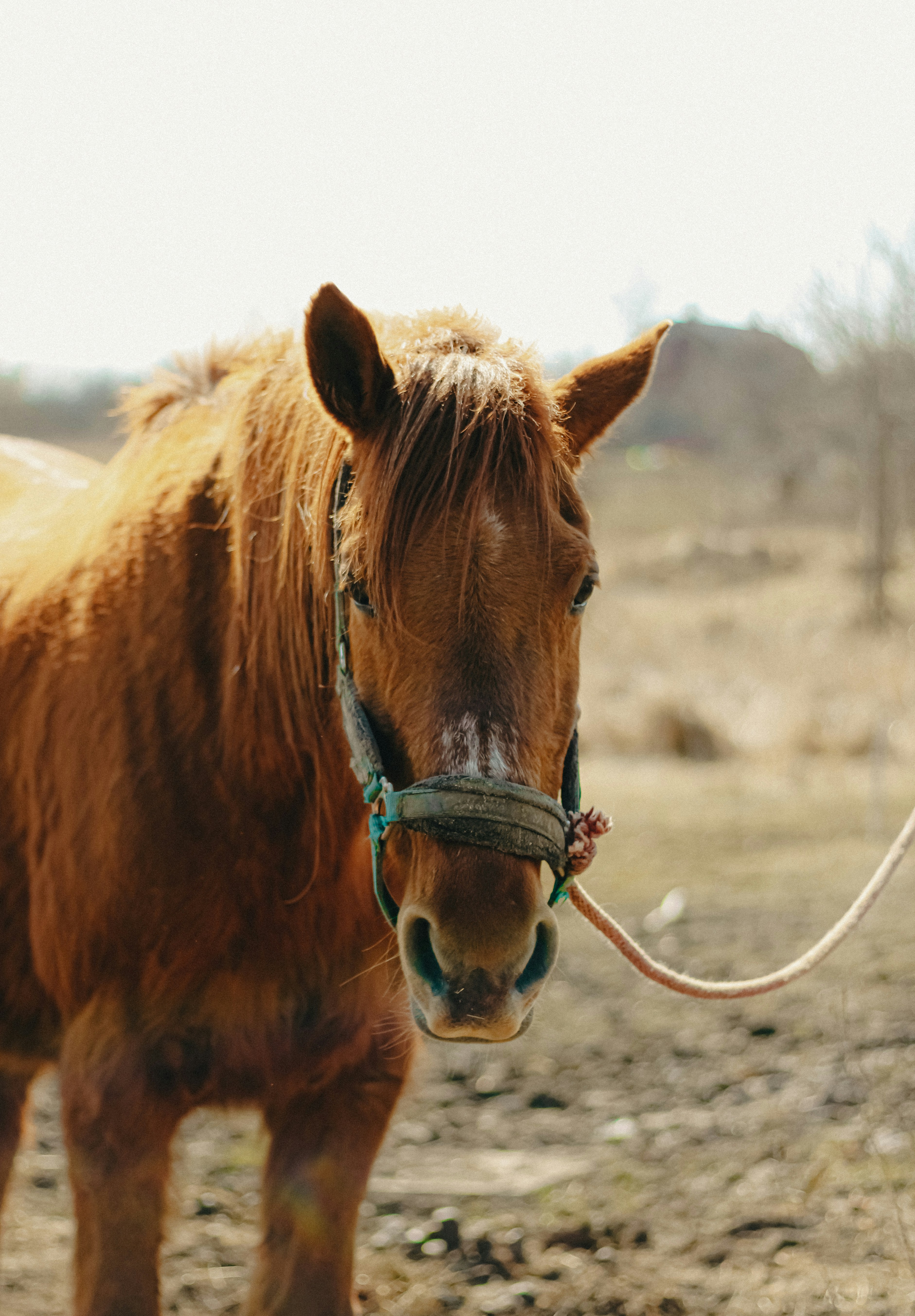 Photo by linusbelanger