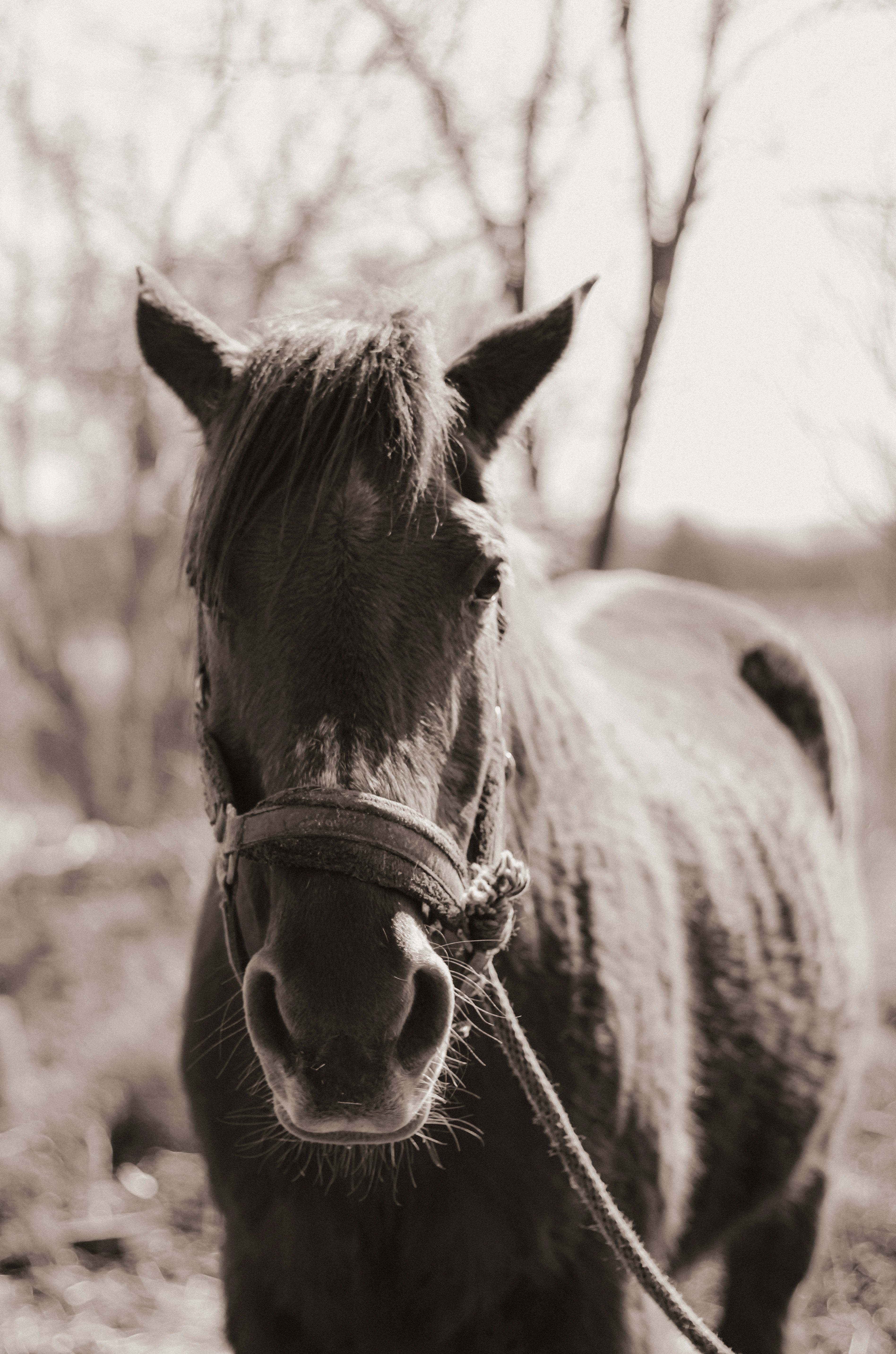 Photo by linusbelanger