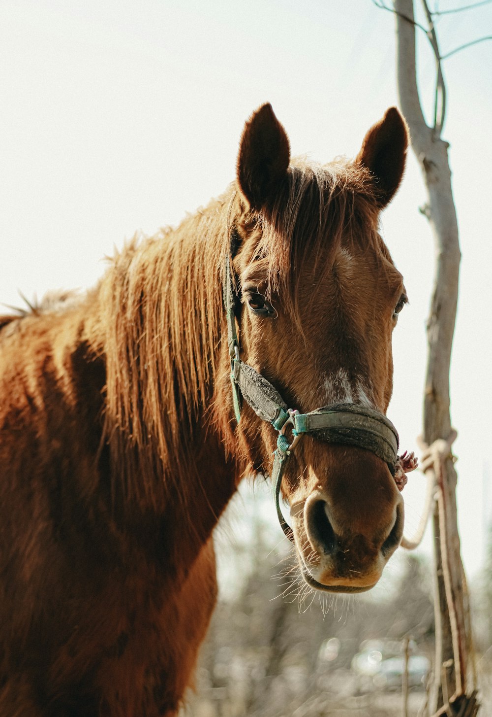 a brown horse standing next to a tree