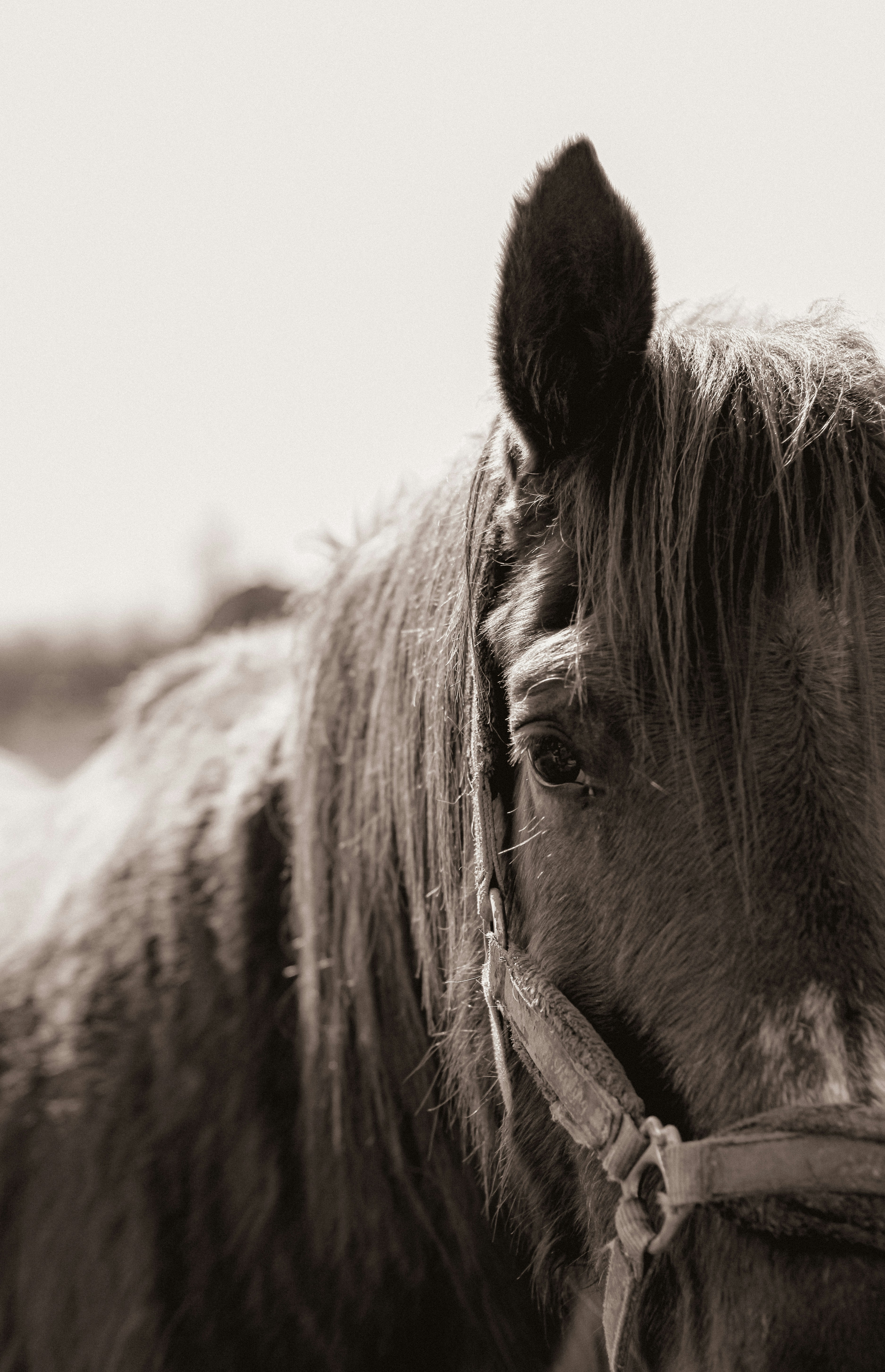 Photo by linusbelanger