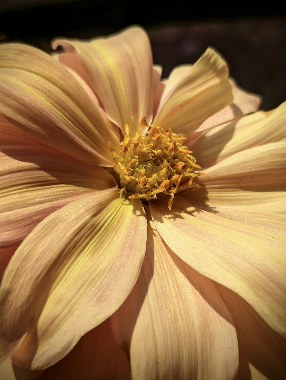 a large yellow flower with a yellow center