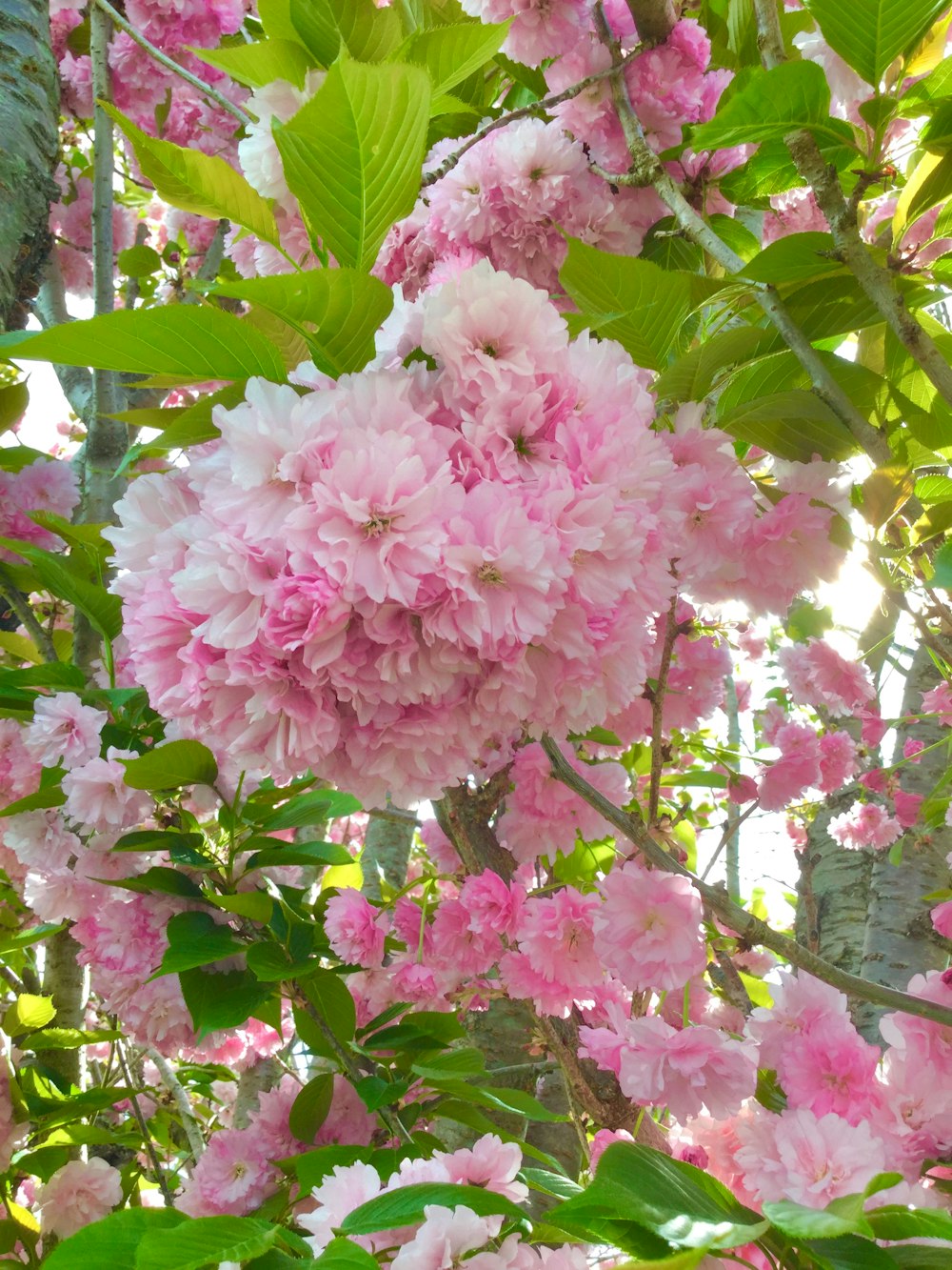 a bunch of pink flowers growing on a tree