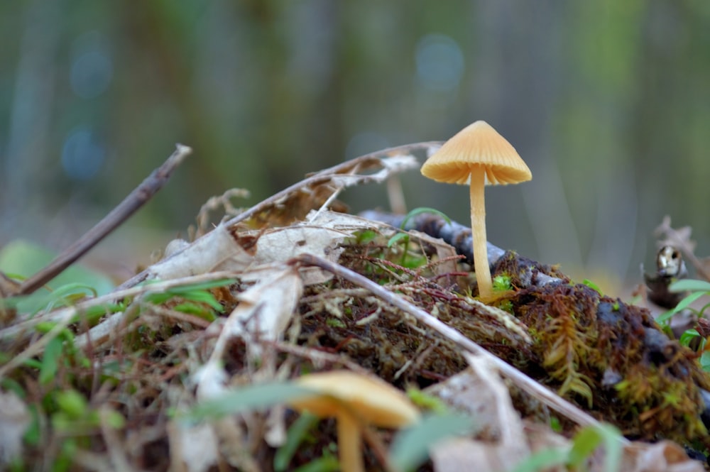 a small yellow mushroom sitting on top of a moss covered ground