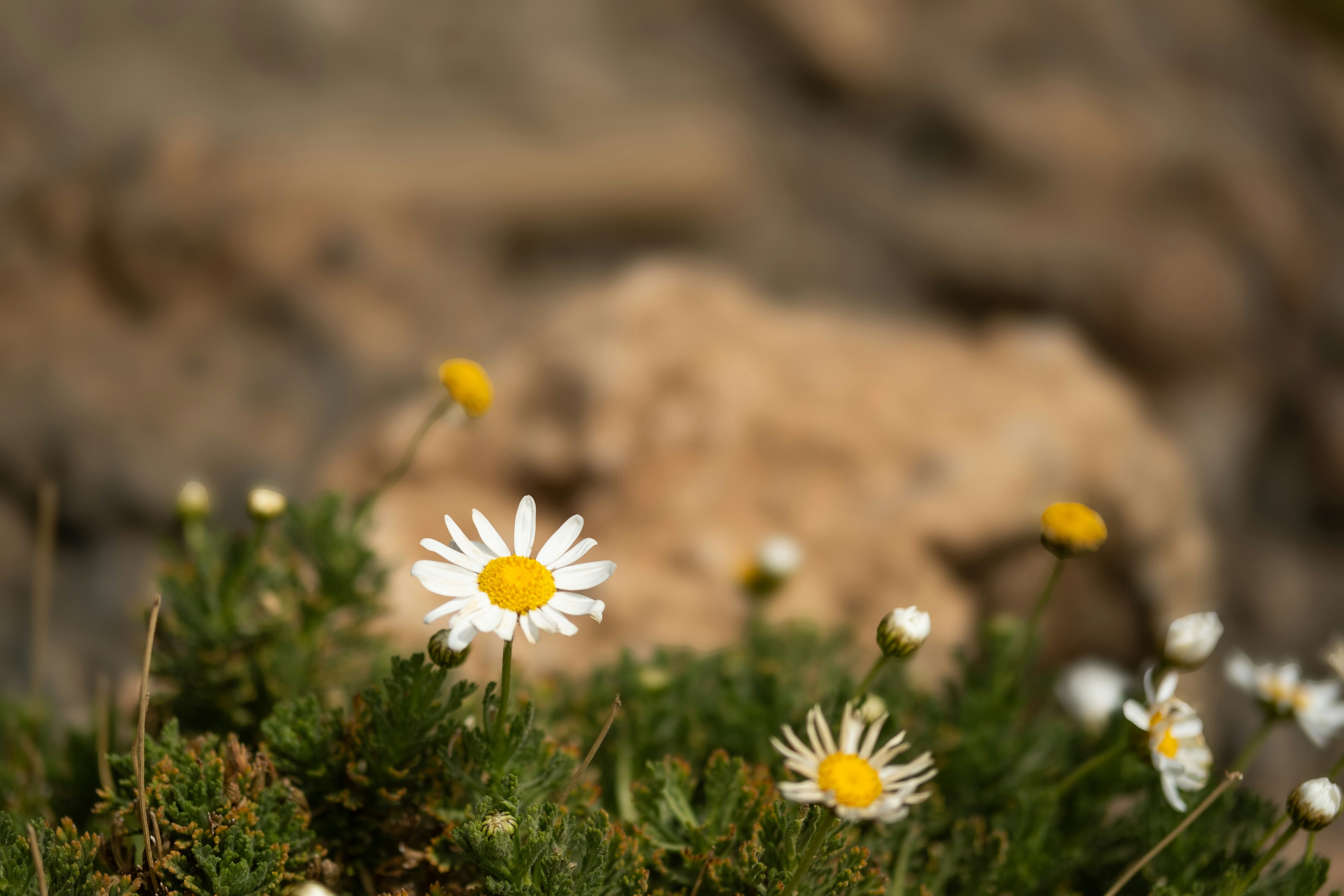 Photo by djthoms