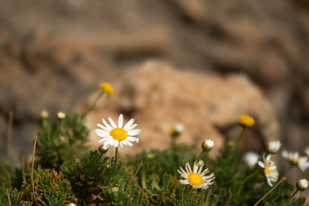 a bunch of flowers that are in the grass