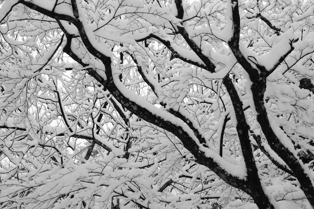 a black and white photo of snow covered trees