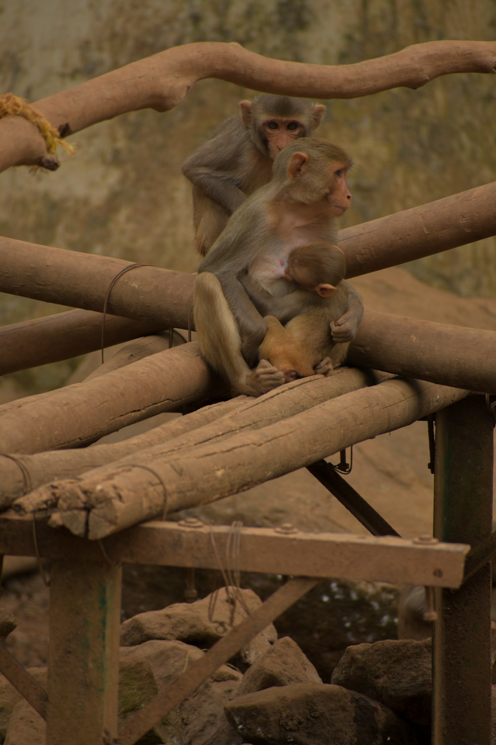 a couple of monkeys sitting on top of a wooden fence