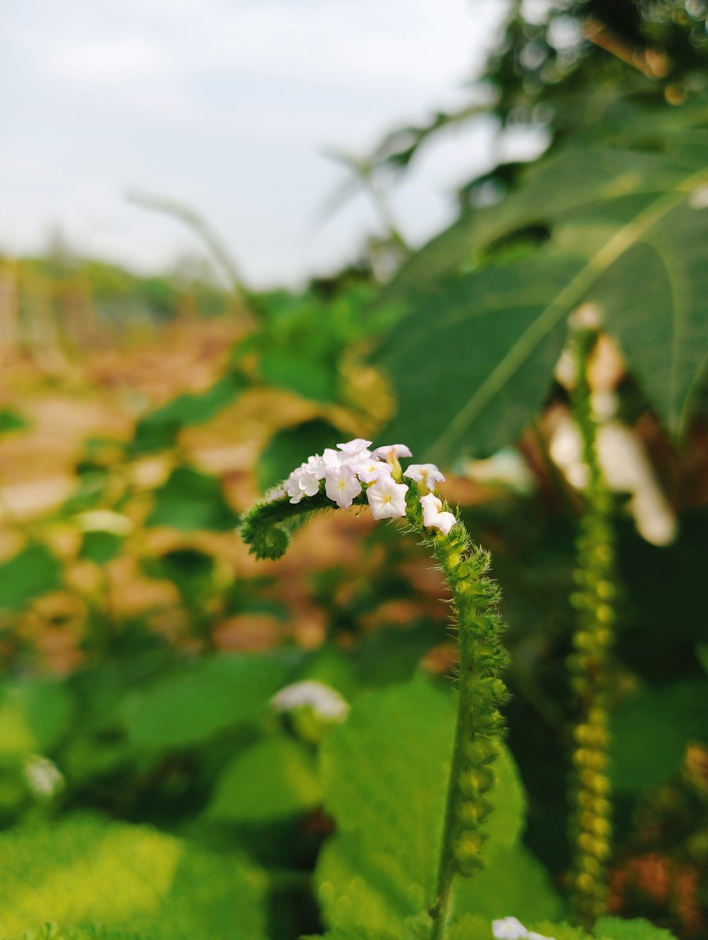 a close up of a flower on a plant