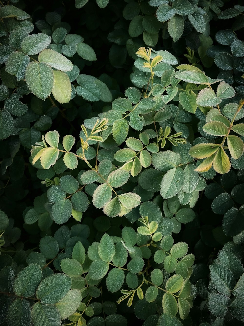 a close up of a plant with green leaves