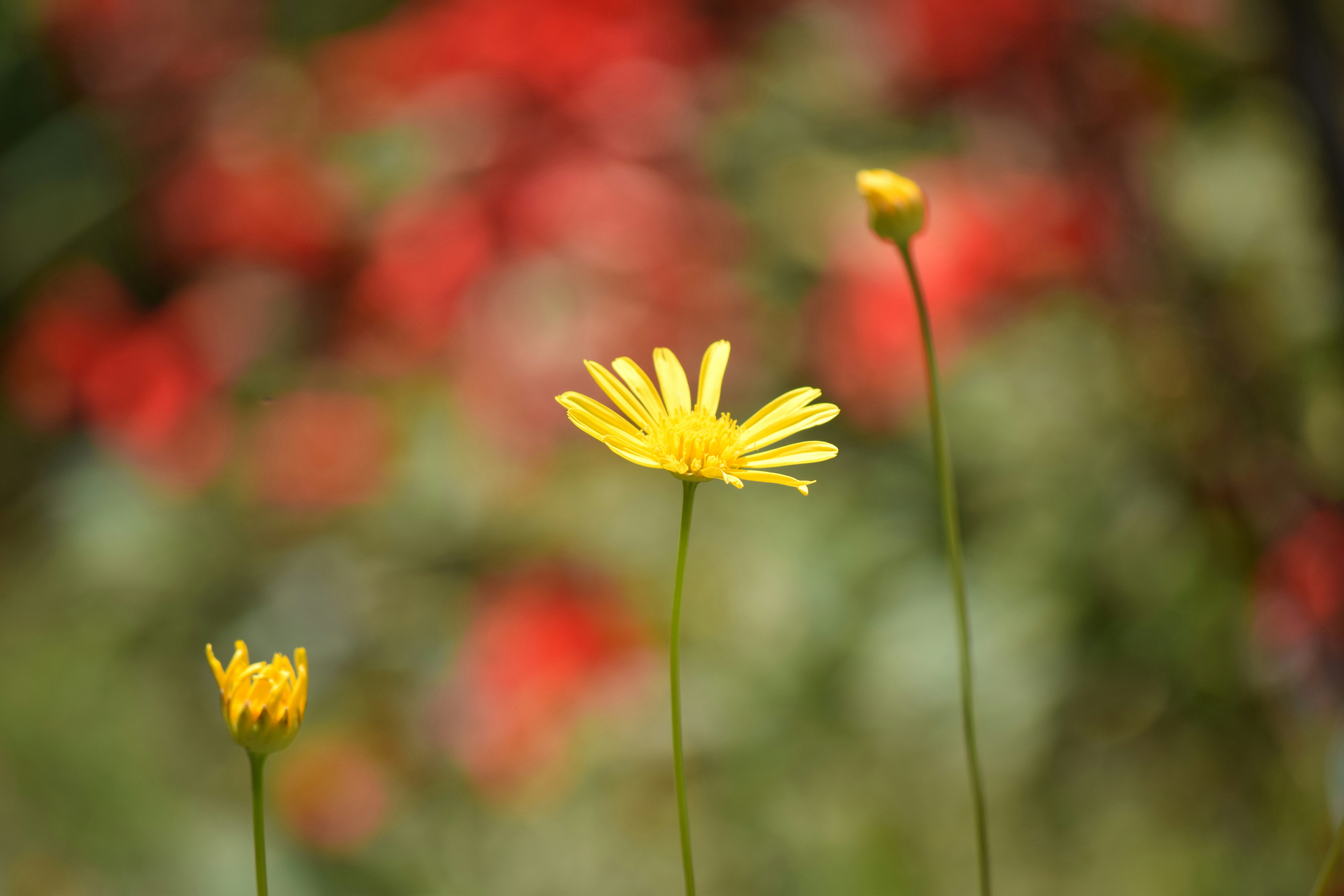 Photo by gopalakrishnan1