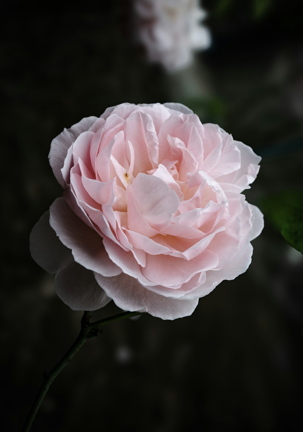 a single pink flower with green leaves on a black background