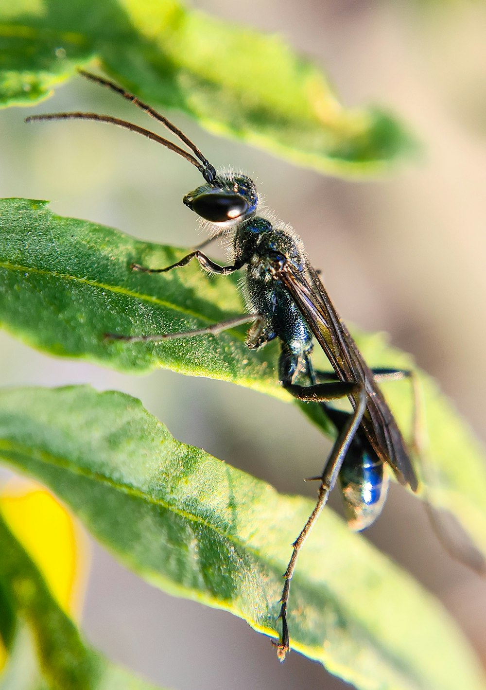 a fly sitting on top of a green leaf