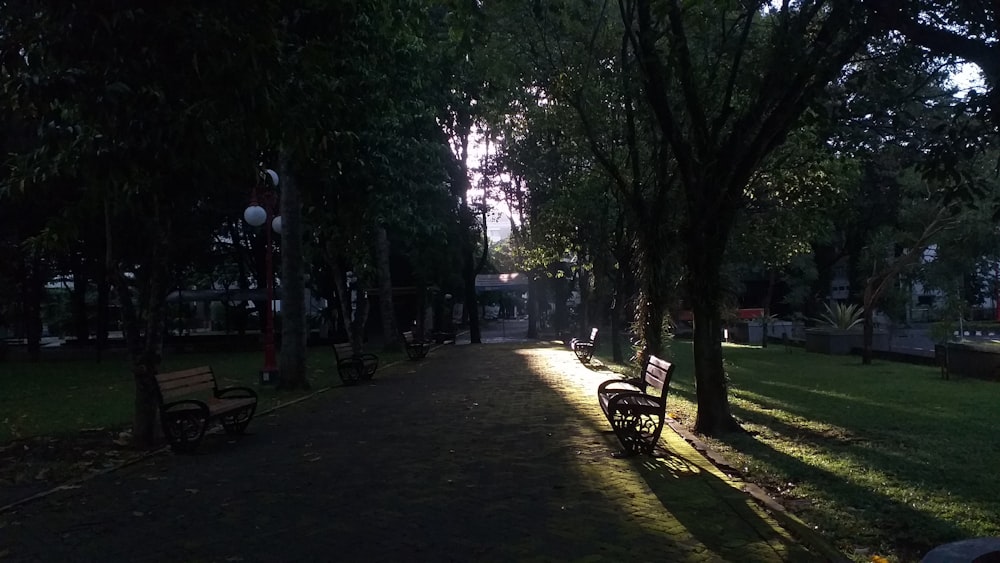 a park with benches and trees on a sunny day