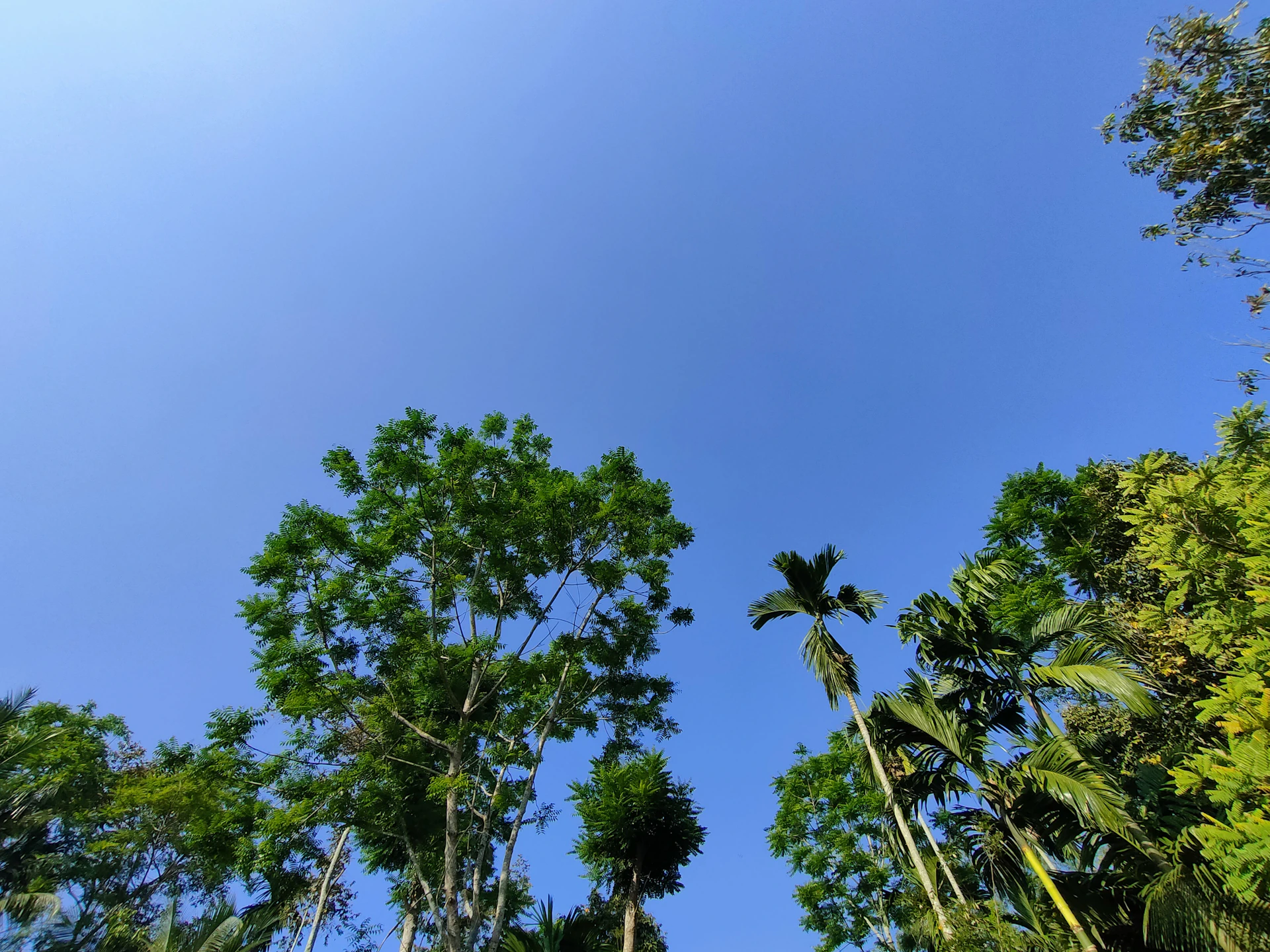 a group of trees that are standing in the grass